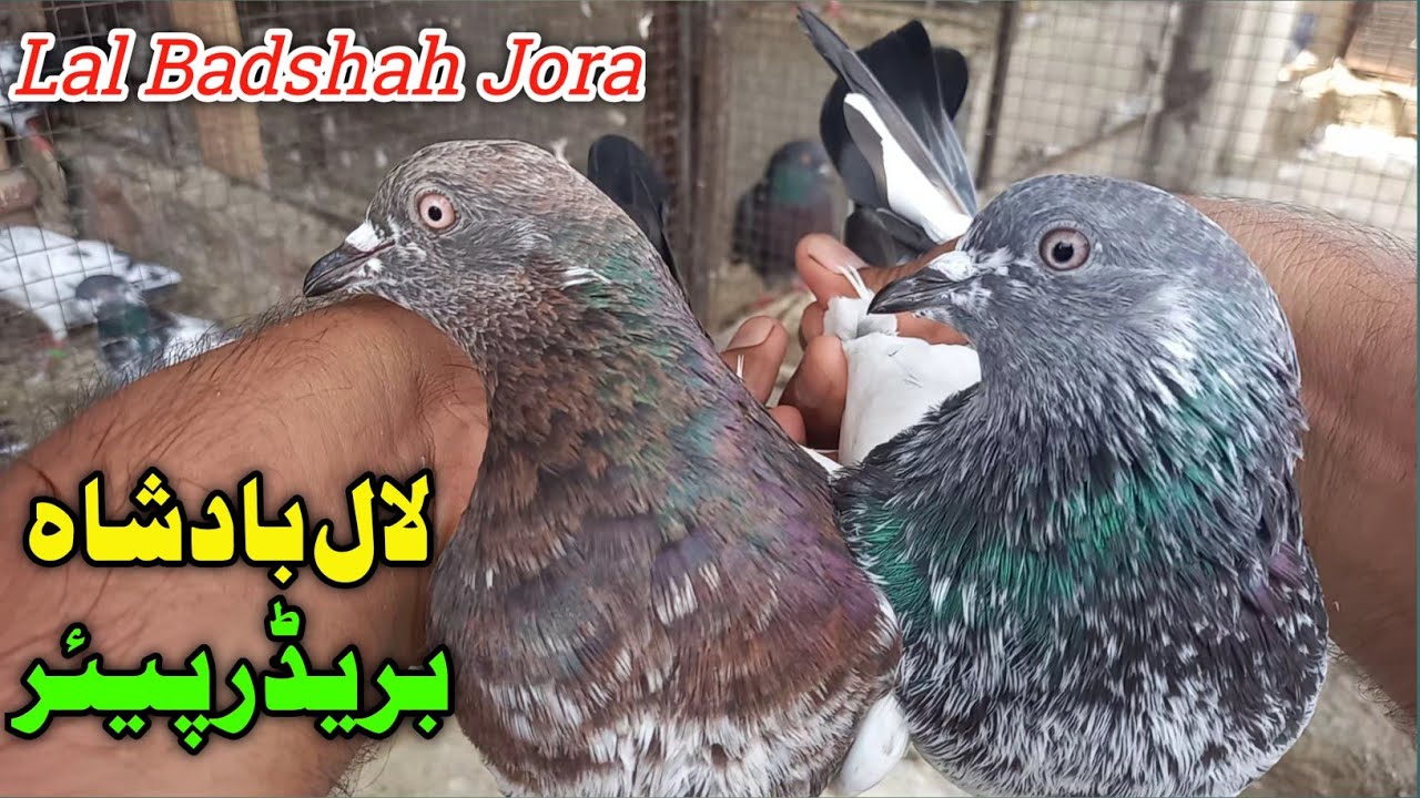Lakha Kabootar Ka Joda | 79 Walay Cross Lal Badshah Breedar Pair
