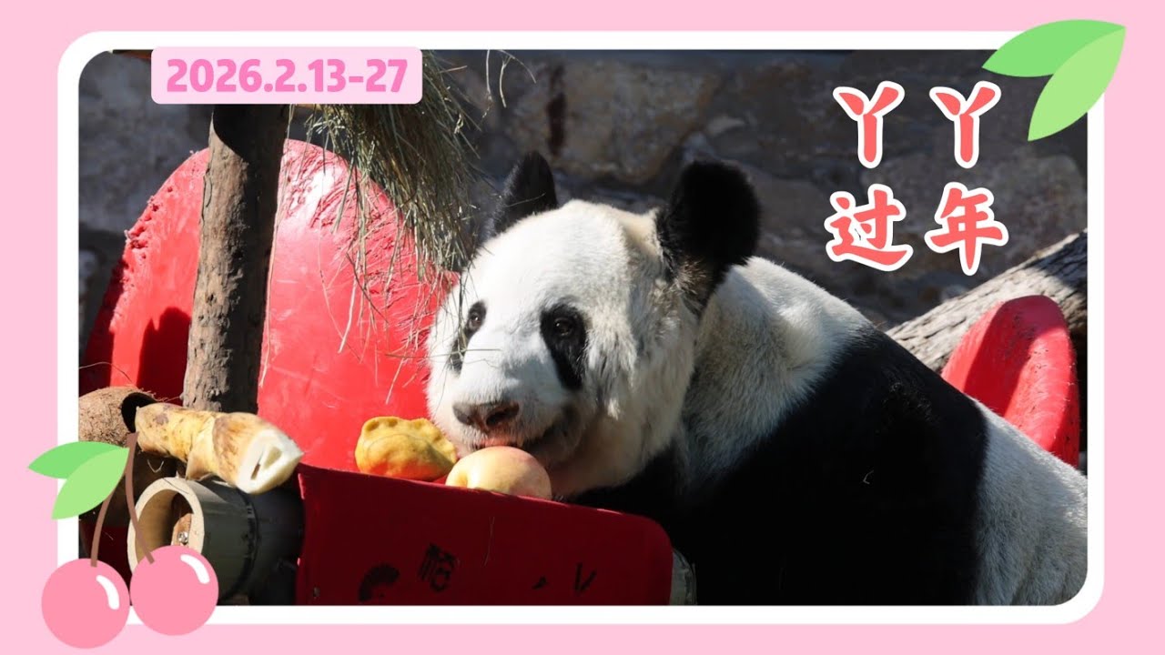 丫丫26年2月27日 - 2月13日 三周视频集锦 - 丫丫欢欢喜喜过大年 Beijing Zoo official release Ya Ya video 20260213 - 0227