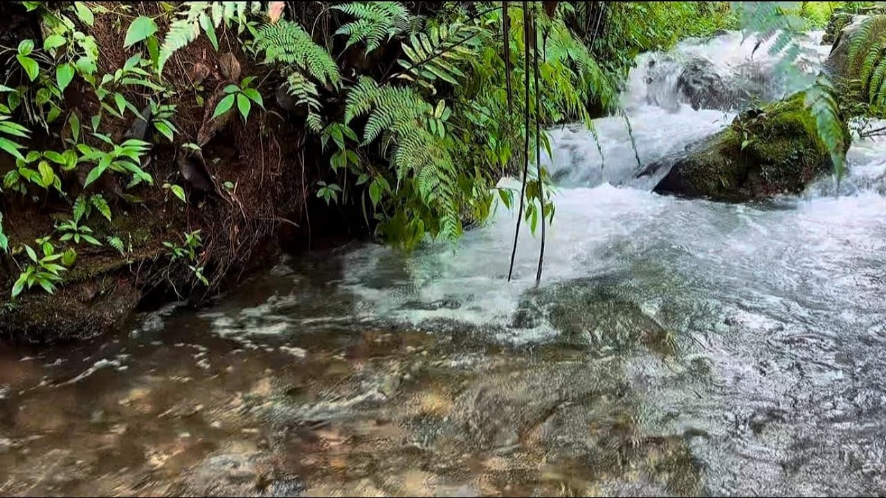 Calming River Flow Sounds to Help You Sleep Fast Reduce Anxiety Focus Work Study Nature ASMR