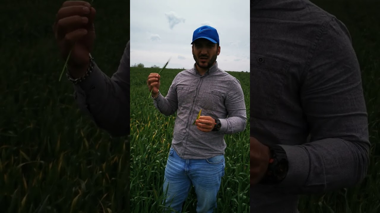 Grâul se îngălbenește 🌾