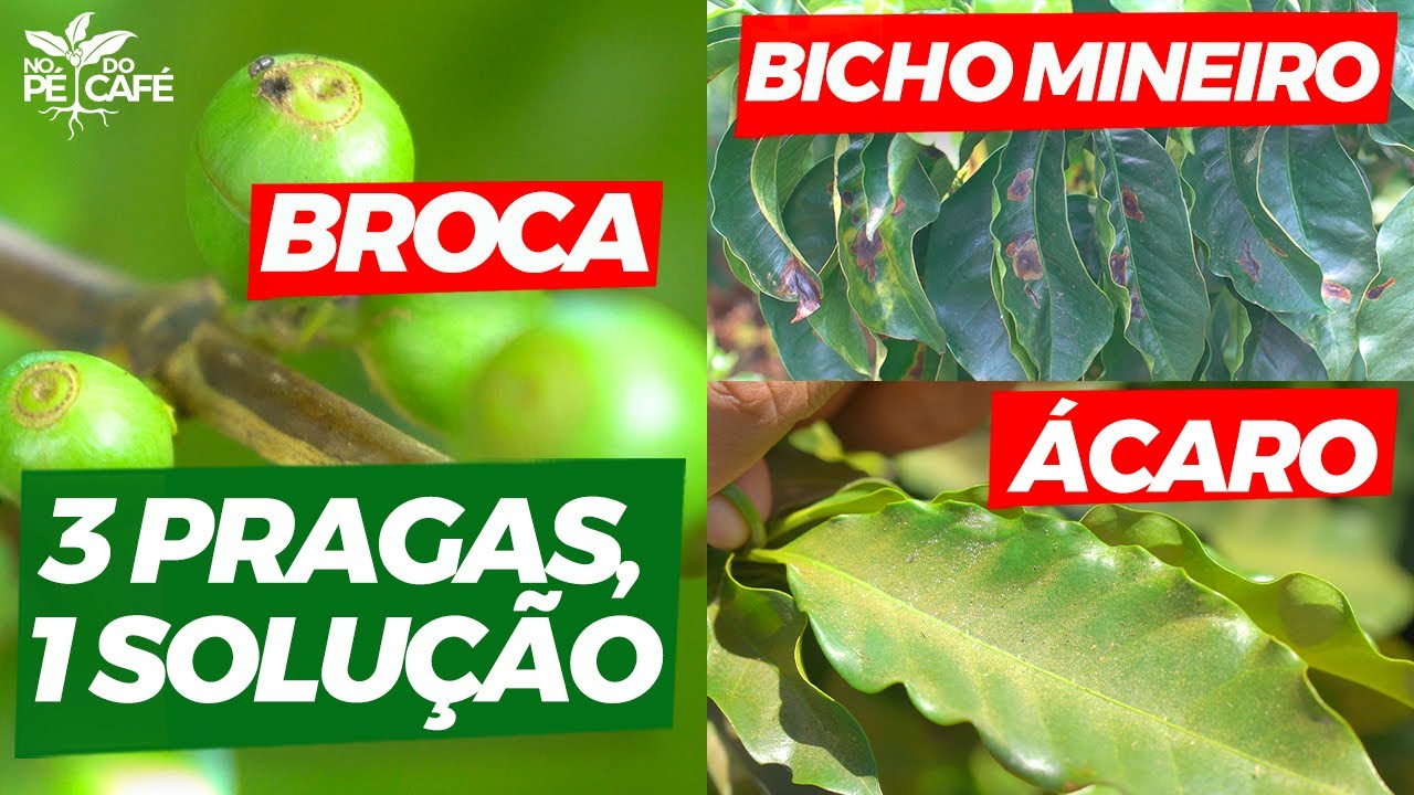 Analisamos o Joiner!! Uma solução para combater pragas do café!!!| No Pé do Café