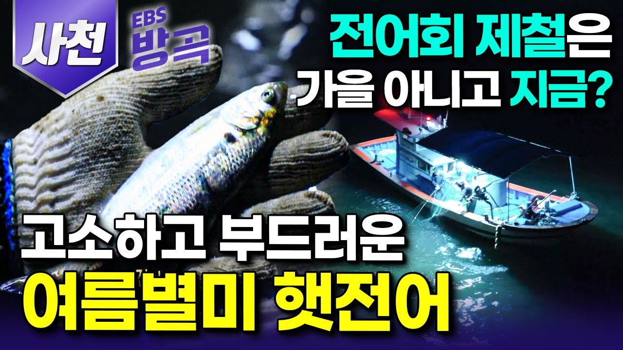 [경남 사천] 가을 전어 찾는 건 하수? 부드럽고 고소한 맛이 일품인 전어회의 진짜 제철, 여름 햇전어 잡이를 위해 새벽 조업에 나선 부부┃#한국기행 #방방곡곡