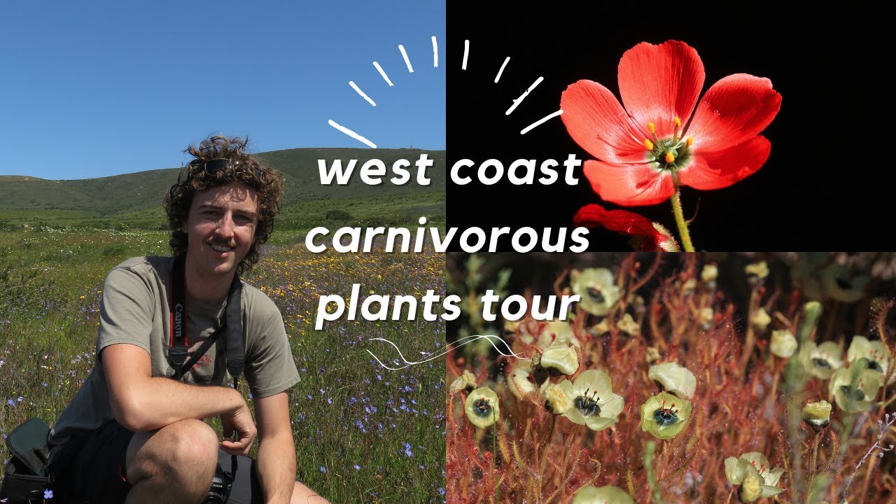 Carnivorous Plants of the West Coast (South Africa)