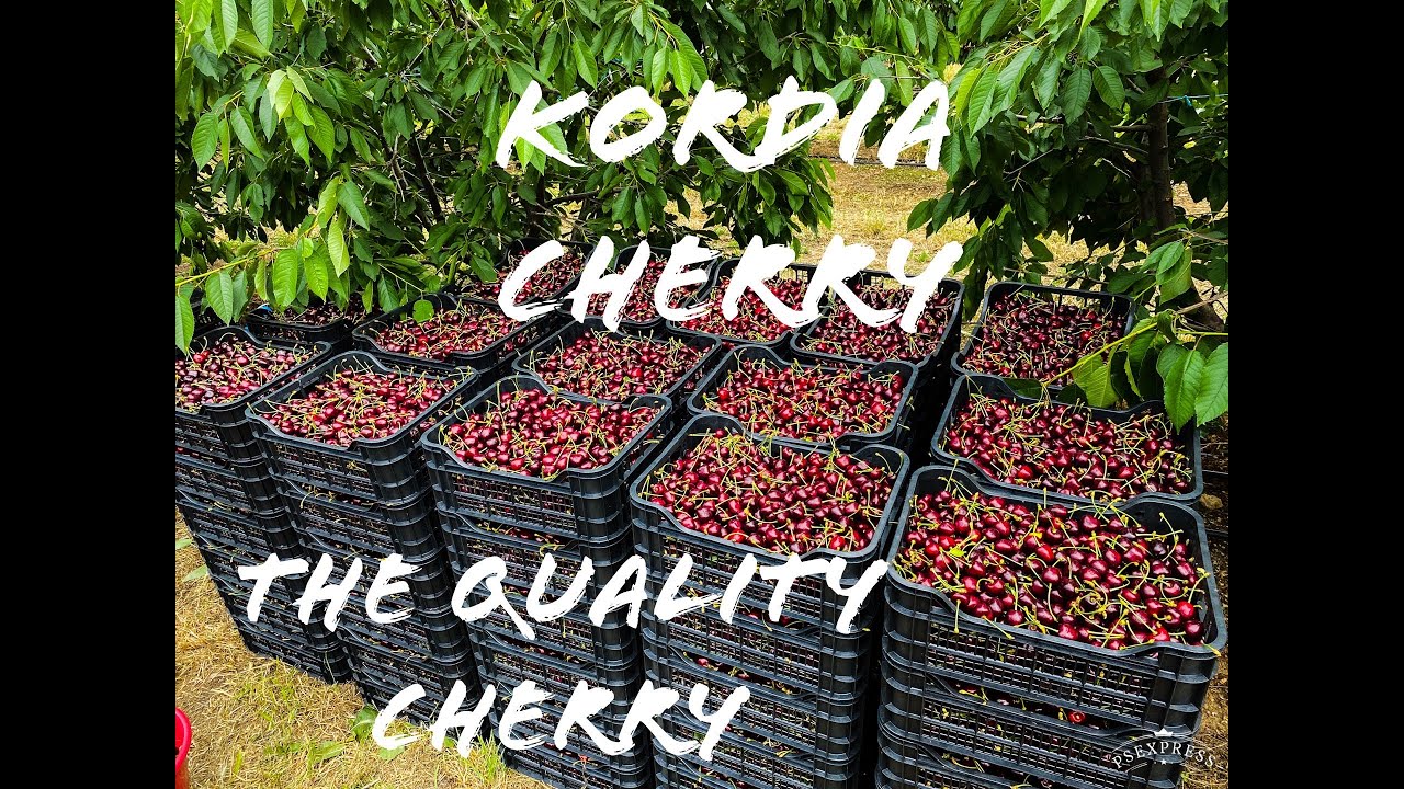 KORDIA CHERRY VARIETY. GISELA 6 ROOTSTOCK.HARVEST TIME