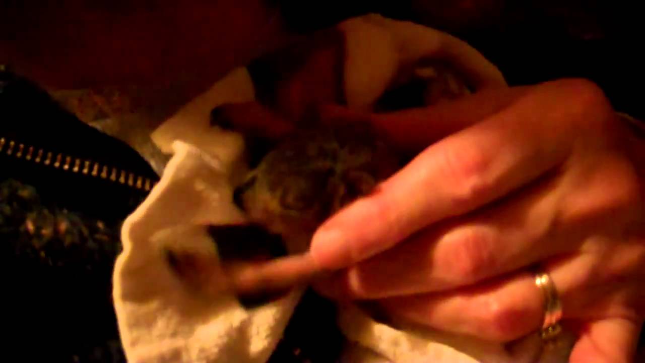 red fox squirrel.mp4