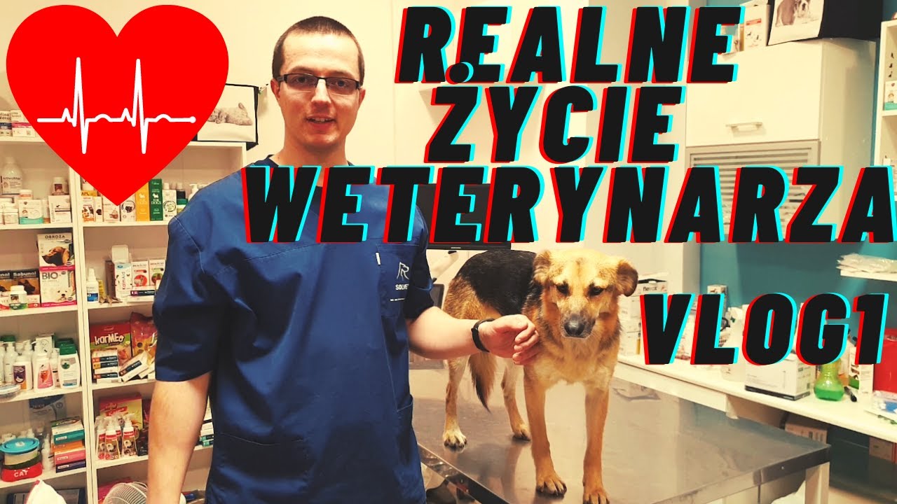 1 DZIEŃ ŻYCIA LEKARZA WETERYNARII VLOG1 JAK WYGLĄDA JEGO PRACA