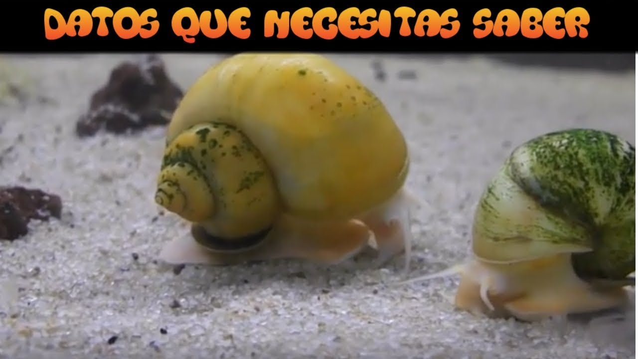 CARACOL MANZANA (TODO LO QUE NECESITAS SABER)