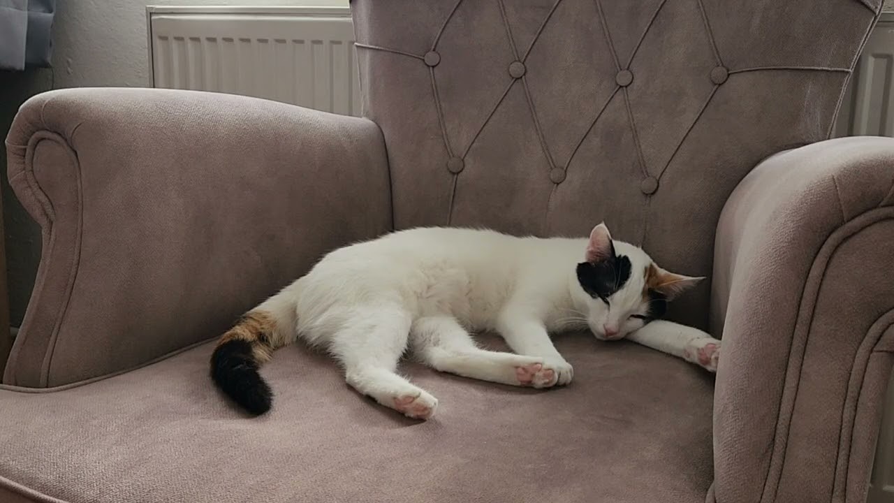 Cat Purring And Sleeping