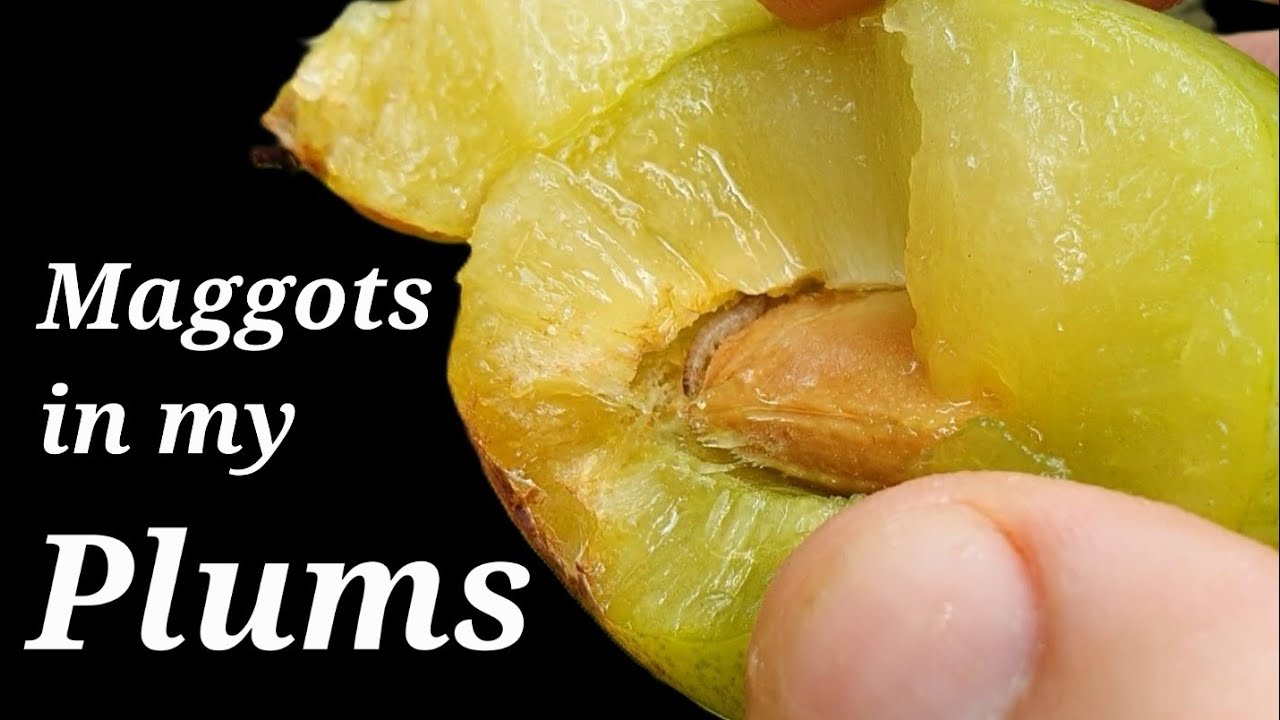 Maggots in my plums - plum tree problems