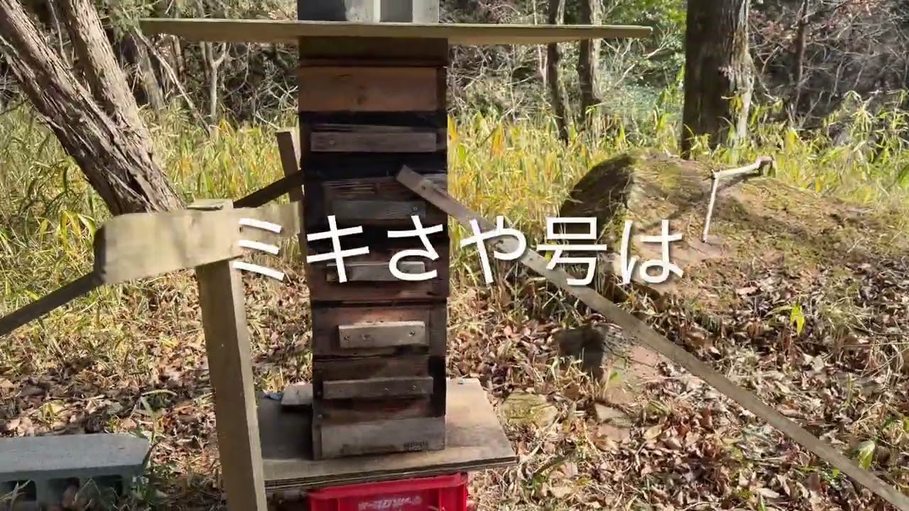 日本蜜蜂の越冬極意公開