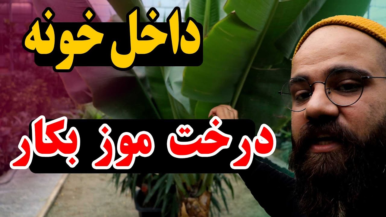 پرورش درخت موز تو خونه !!! چجوری توی خونه میوه موز داشته باشیم ؟