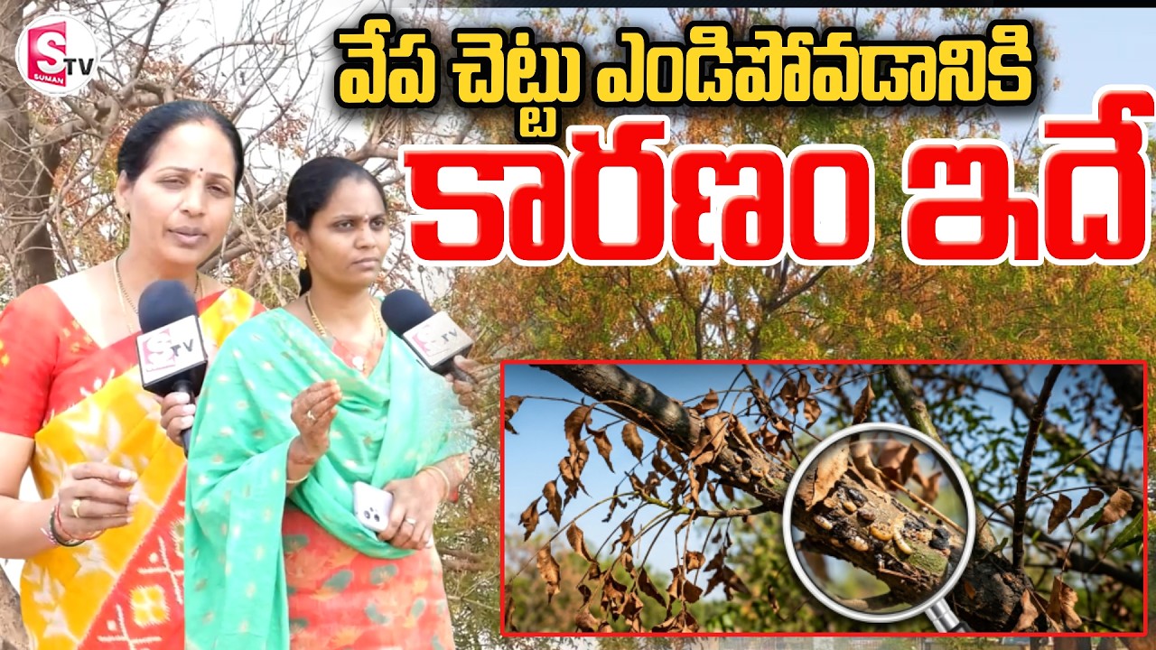 గ్రామాల్లో వేప చెట్లు ఎందుకు ఎండిపోతున్నాయి? శాస్త్రవేత్తలు చెప్పిన నిజం | Reason Behind Neem Tree