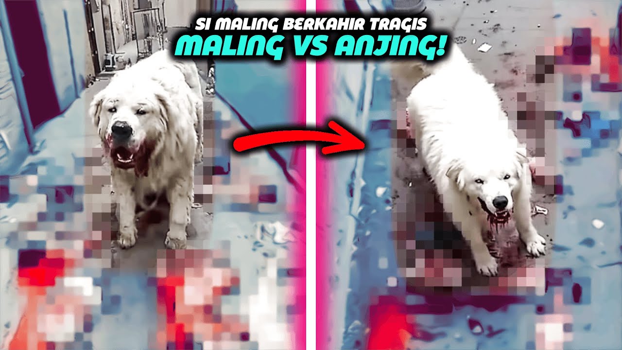 MENYESAL SEUMUR HIDUP, 15 Pencuri Berakhir Tragis Oleh Anjing Penjaga!