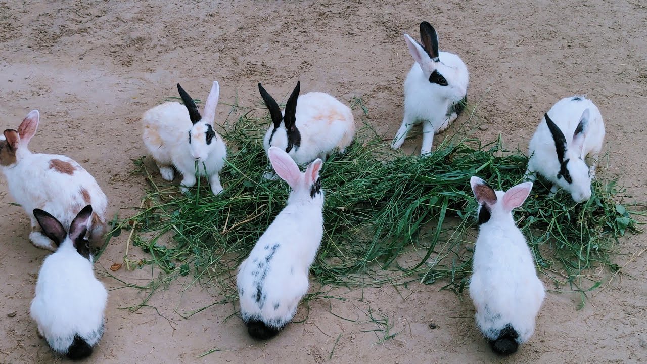 Rabbits Eating Grass | Viral Rabbits Video | Bunny Viral Video | #rabbitloverunit 