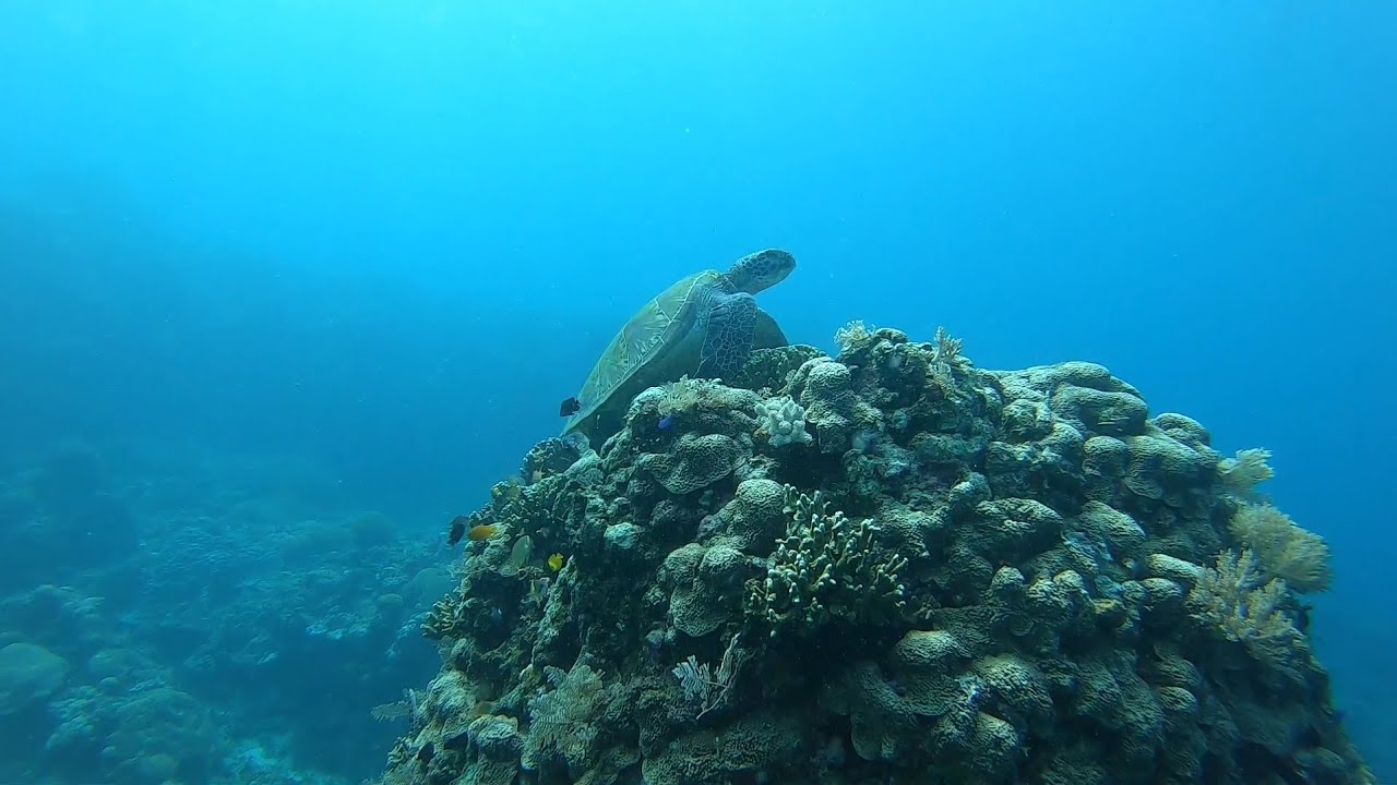 Freediving in the Philippines: Coron, Panglao, Siquijor and Siargao.