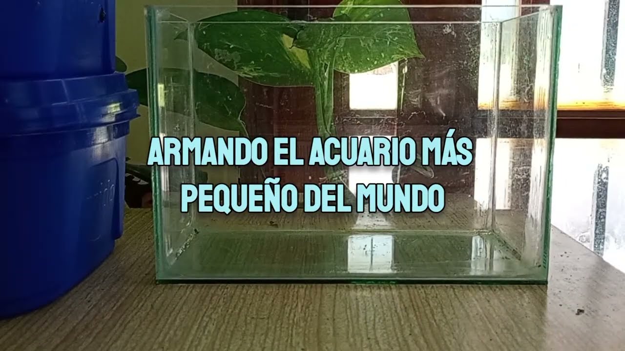 El acuario más pequeño del mundo!