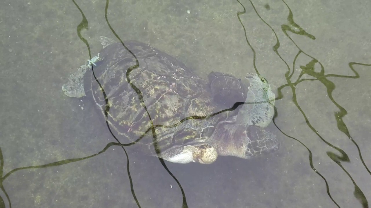 Turtle with amputation from fishing nets.
