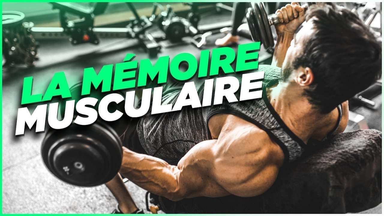 LA MEMOIRE MUSCULAIRE EN MUSCULATION