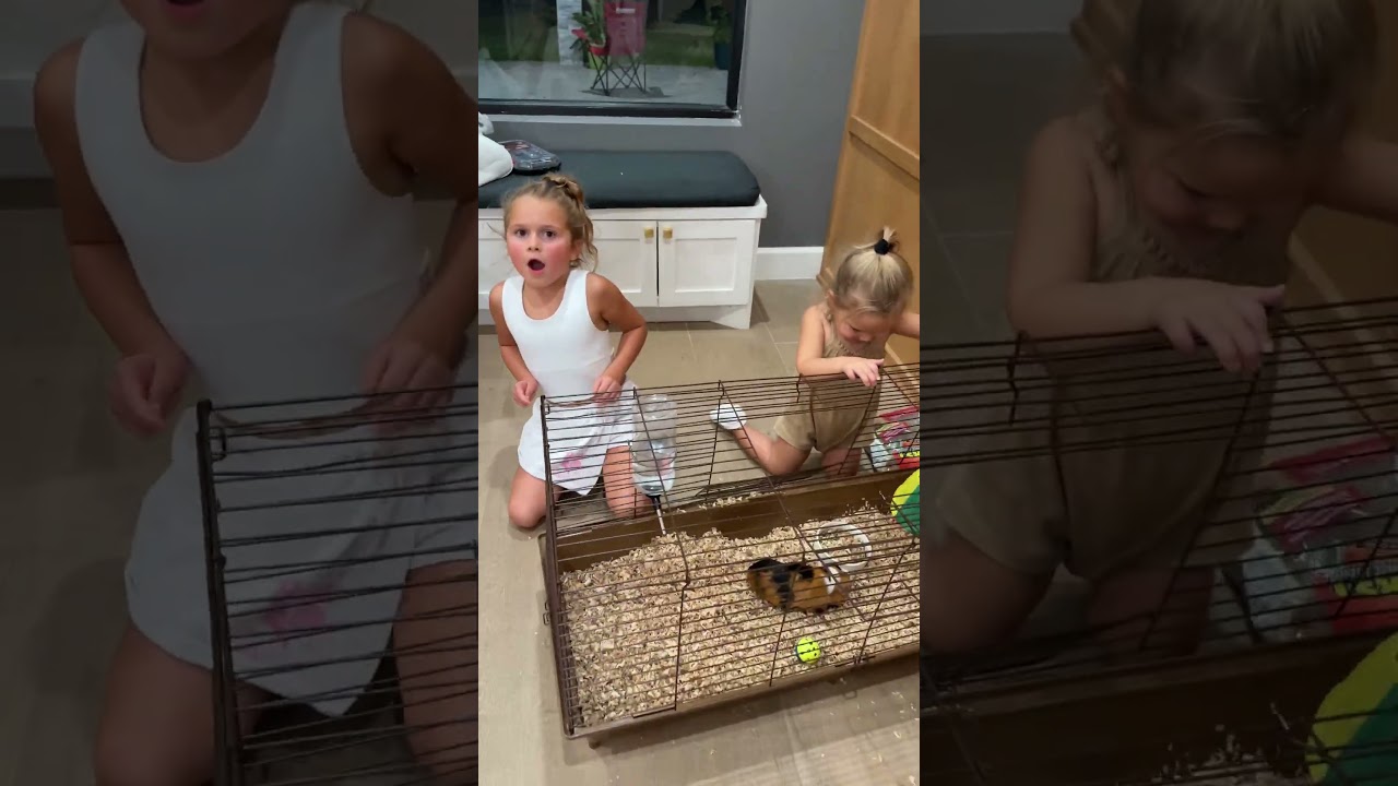 Dad catches girls playing with a guinea pig  #shorts