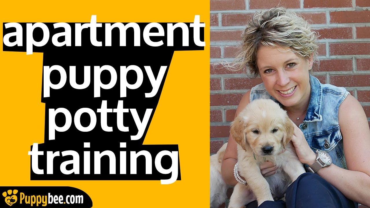 Potty Training a Puppy in an Apartment (Tips from 24 Dog Trainers)