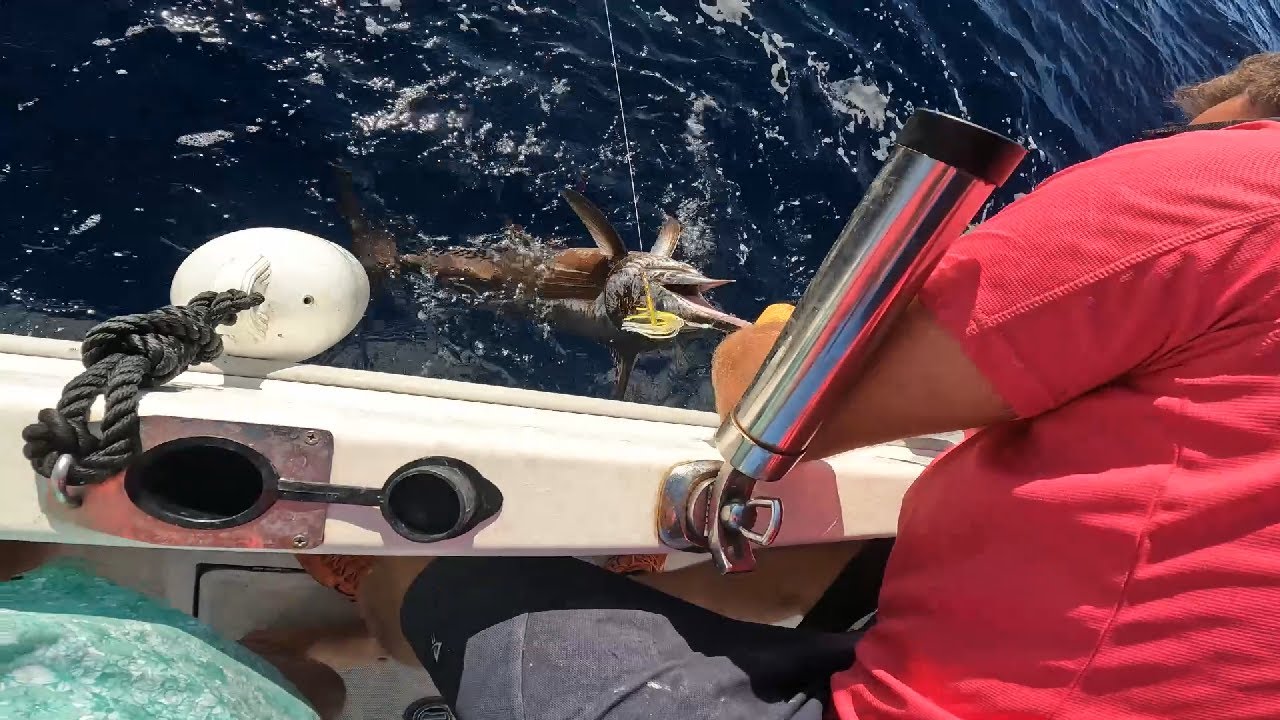 Jornada de pesca ESPECTACULAR, vivo e Inchiku. Cogemos un PEZ ESPADA con inchiku y 6 gallos al vivo✨