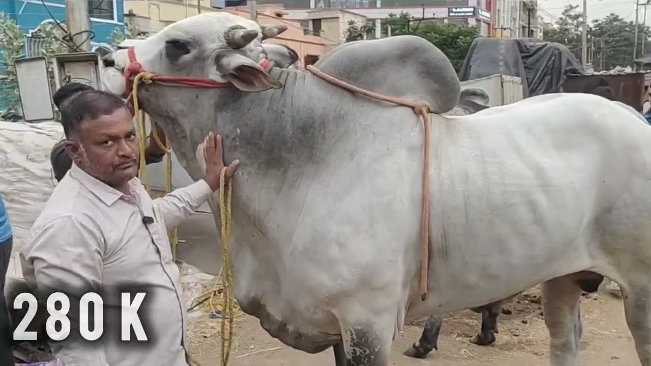 Big size Andhra angul Bull #animals #bull #cow #strongbull #bigcow