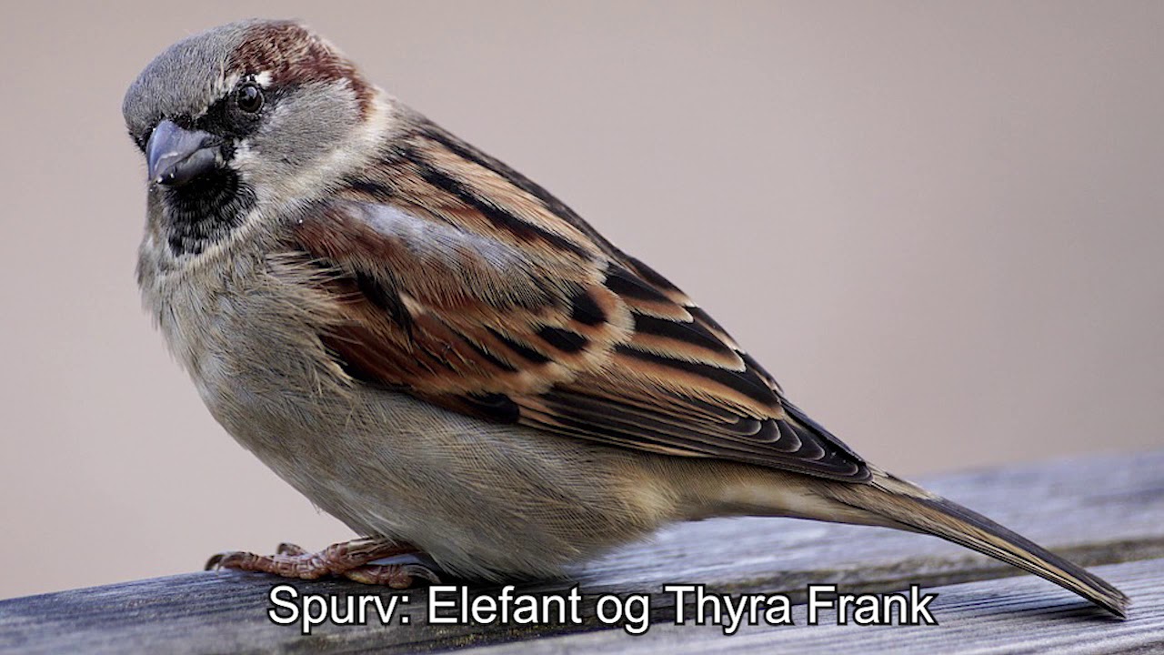 Spurv: Elefant og Thyra Frank