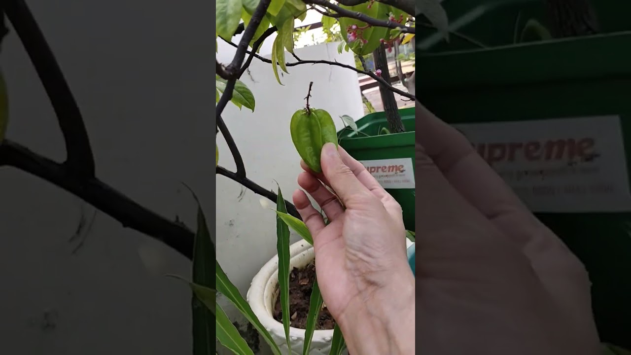 Green unripe starfruits of my beautiful house.🤗❣️😋🤤😊🙂🧿