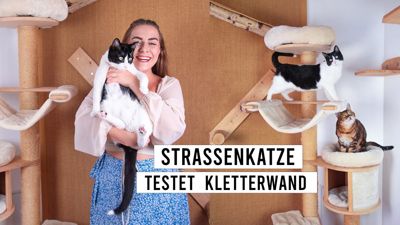 verletztes Katzenbaby testet Kratzbaum & Katzen-Kletterwand / Roomtour vom Katzenzimmer / Amely Rose