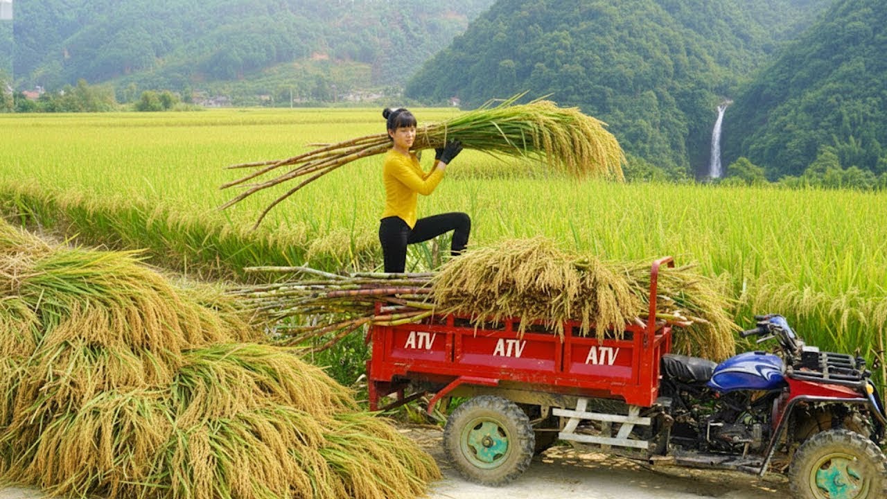 Harvesting 1000 KG of Rice with Villagers and Turning It into Animal Feed