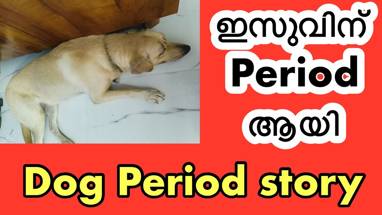Dog's നും പീരിയഡ്‌സ് ആകുമോ?  ISU| DOG PERIOD| PERIOD STORIES| AALY
