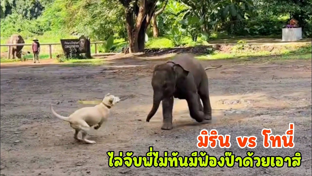 เสิร์ฟความสดใส น้องมิริน วิ่งไล่จับพี่โทนี่ ตามพี่ไม่ทันก็ไปบวกกับต้นไม้บ้าง ถูรถบ้าง แถมฟ้องป๊าด้วย