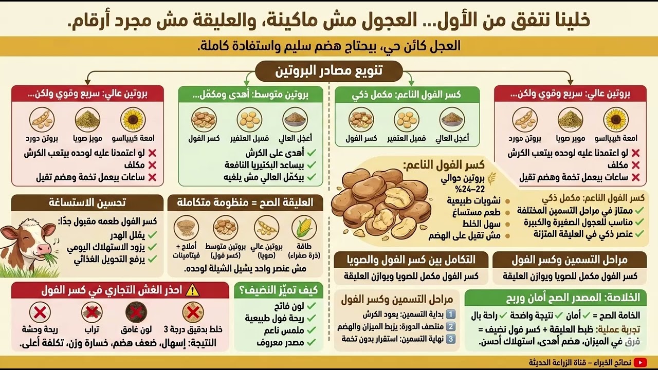 ليه كسر الفول مهم في تسمين العجول؟ 💪⚖️