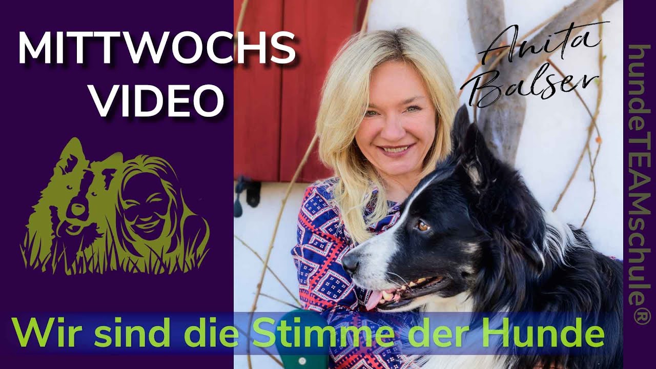 Wieviel Freilauf braucht der Hund?