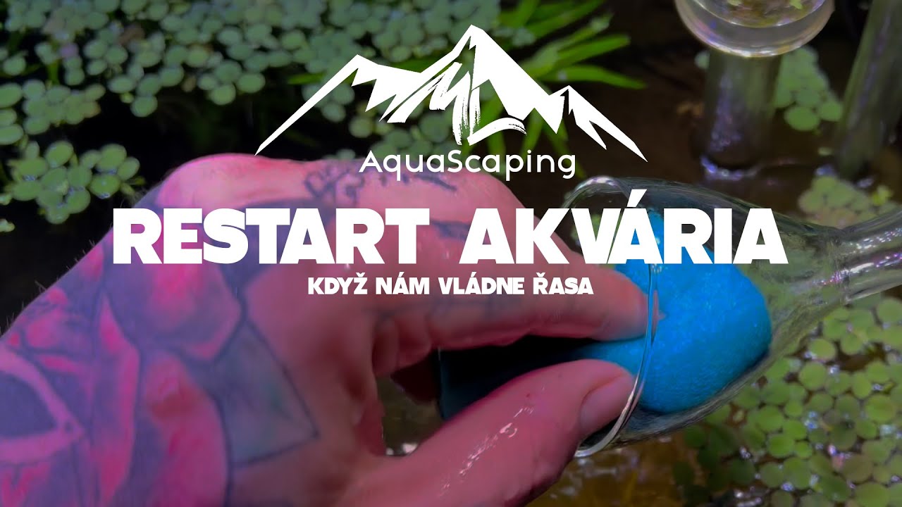 Restart akvária × Jak se zbavit řasy × Jak obnovit akvárium