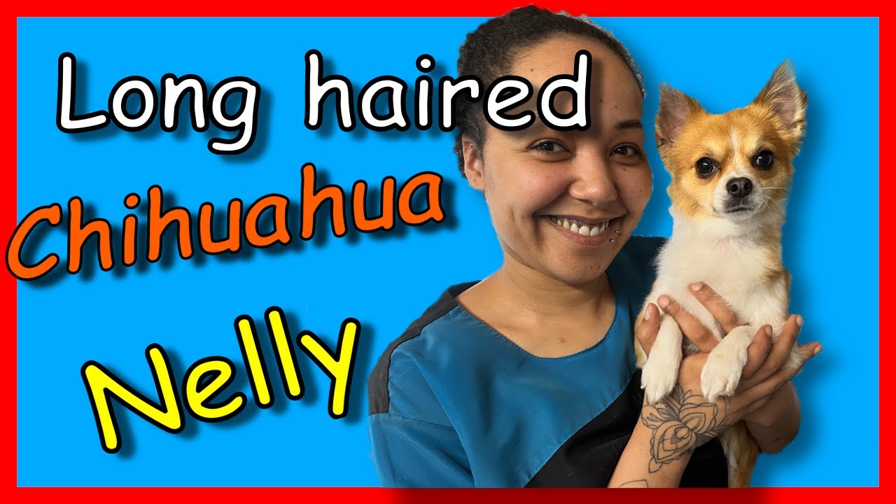 Dog Grooming a Long haired Chihuahua