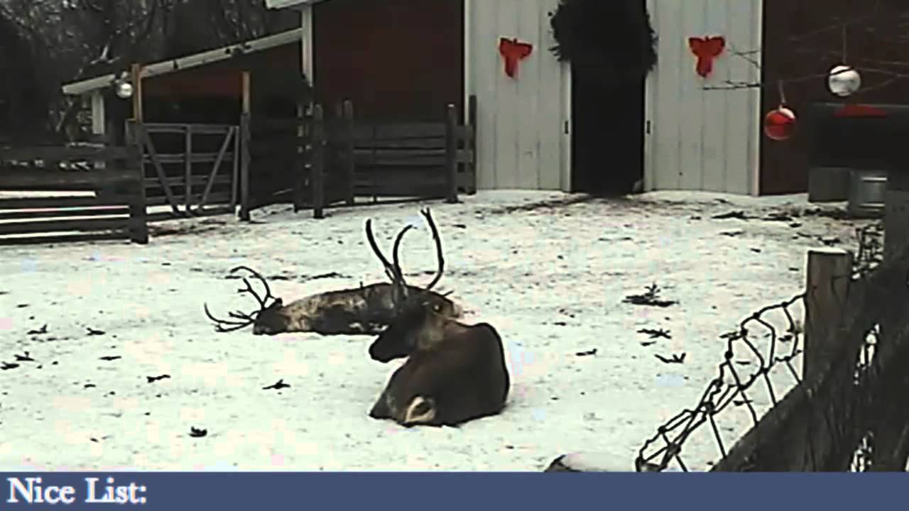 ReindeerCam Live Stream