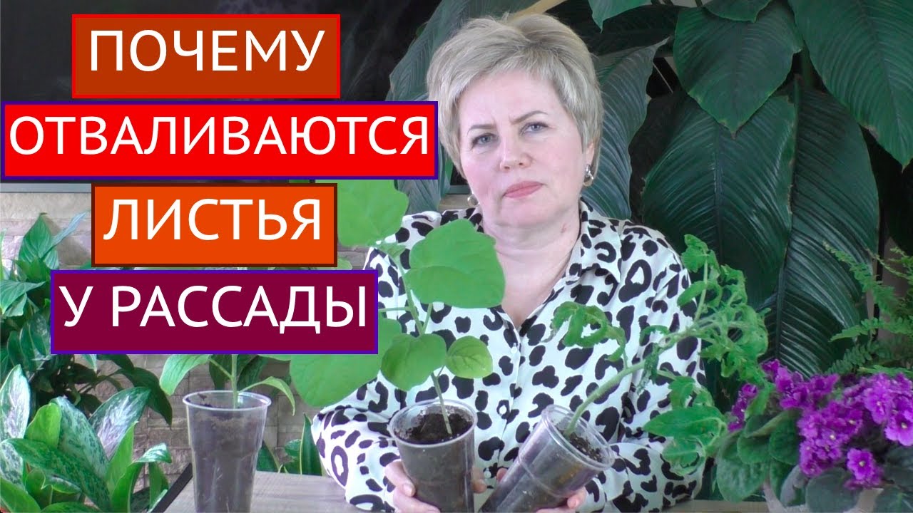 ВНИМАНИЕ! ПОЧЕМУ ОПАДАЮТ ЛИСТЬЯ РАССАДЫ И ЧТО С ЭТИМ ДЕЛАТЬ!