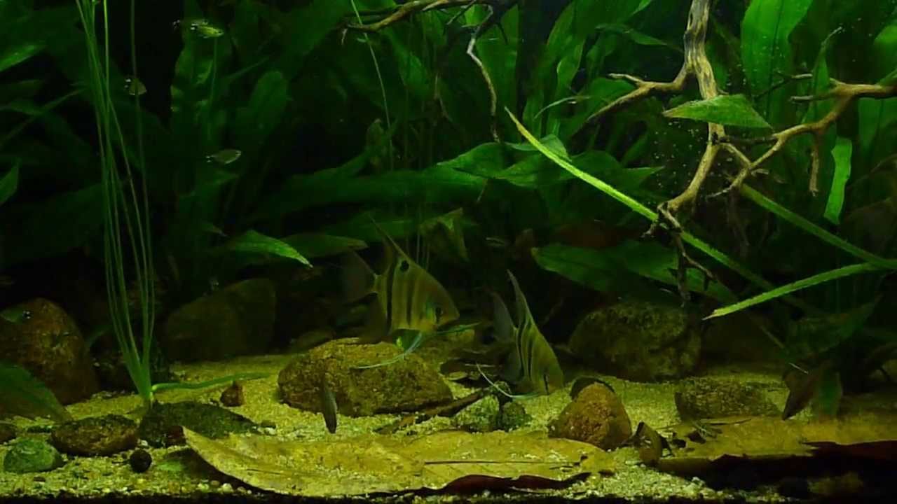 2m Amazon tank November 2013