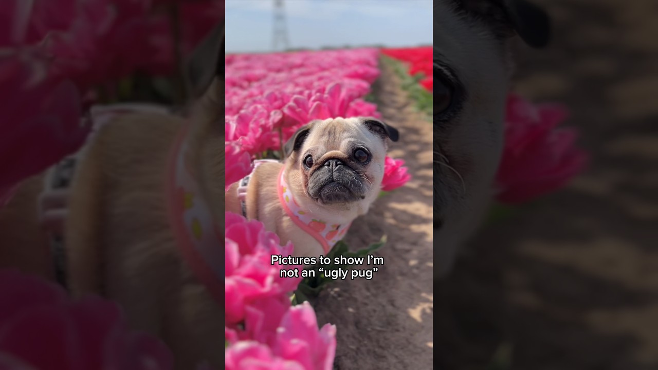Pictures to show I’m NOT an “UGLY PUG” 🥺 