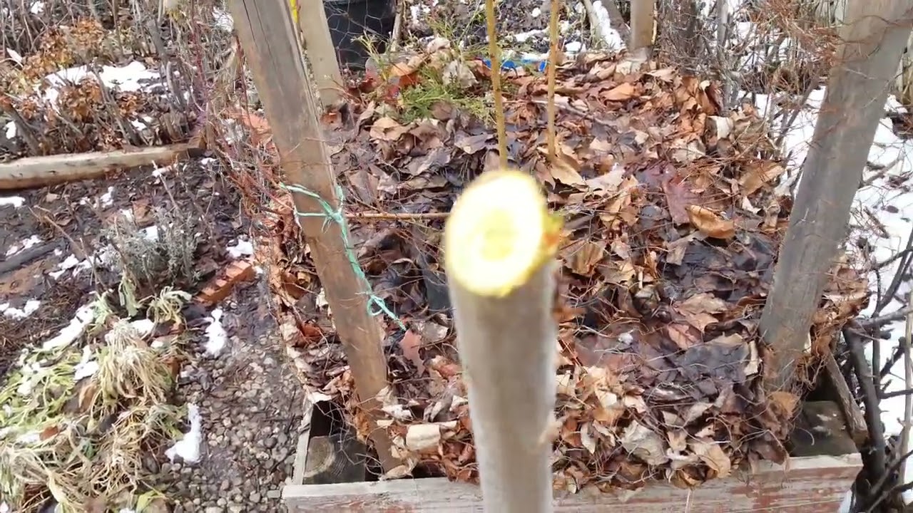 修剪香椿树(Pruning my Chinese toon tree)(Video#137)