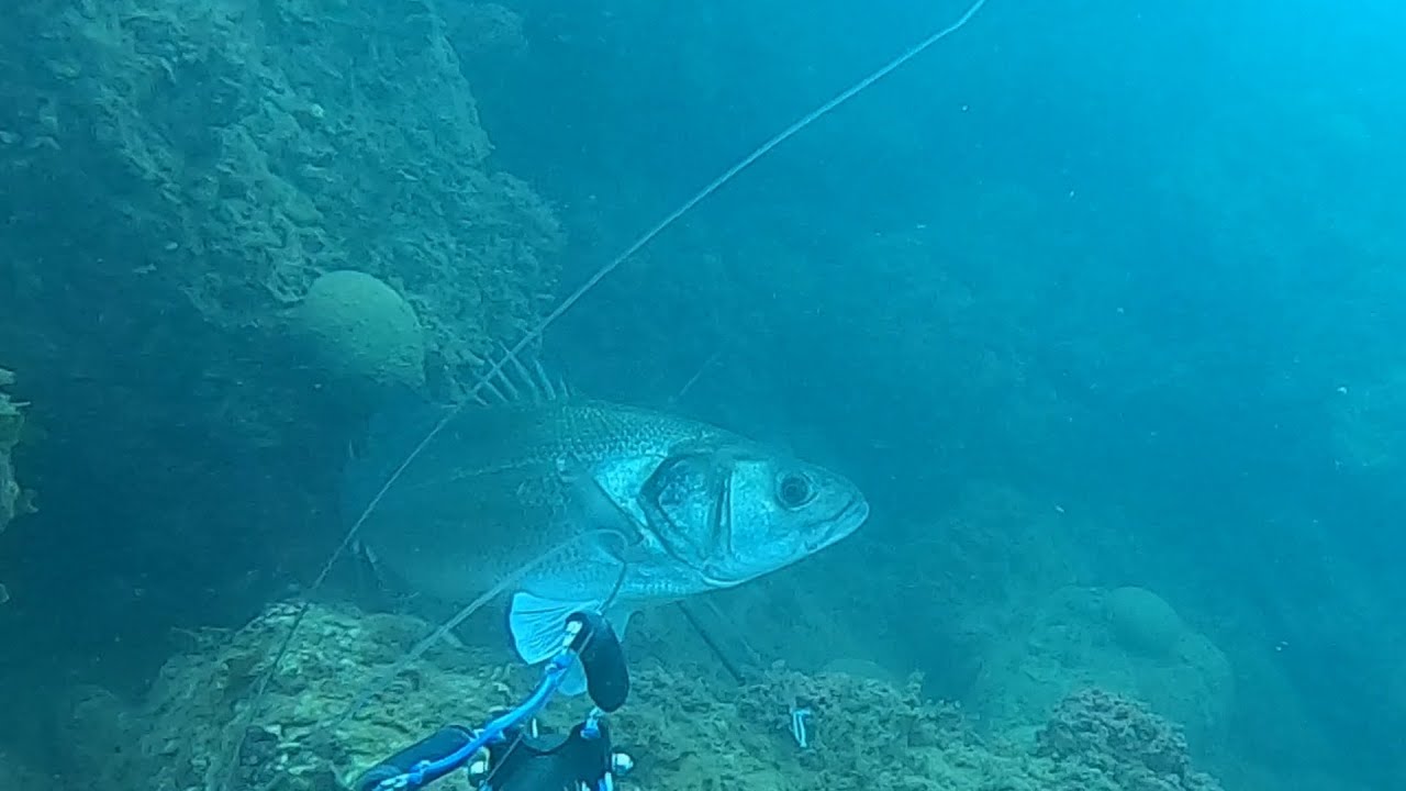 Pesca sub 