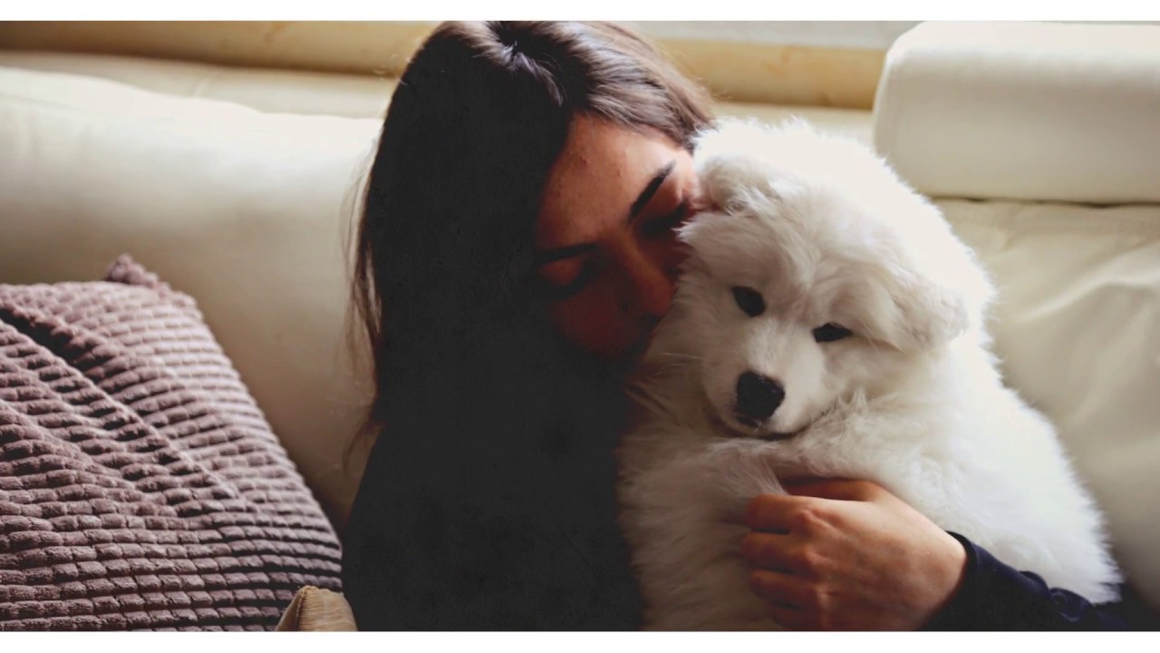 One year with Lexie ♡ Samoyed puppy