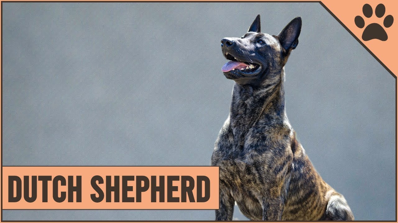 10 Razones Para Tener Un Pastor Holandes | Perros Mundo