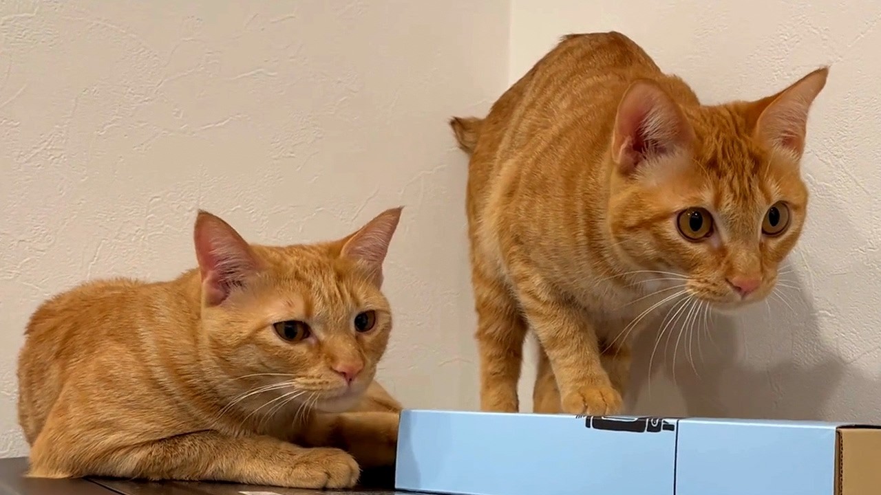 二匹の猫がレンジの上で遊ぶとこうなります…