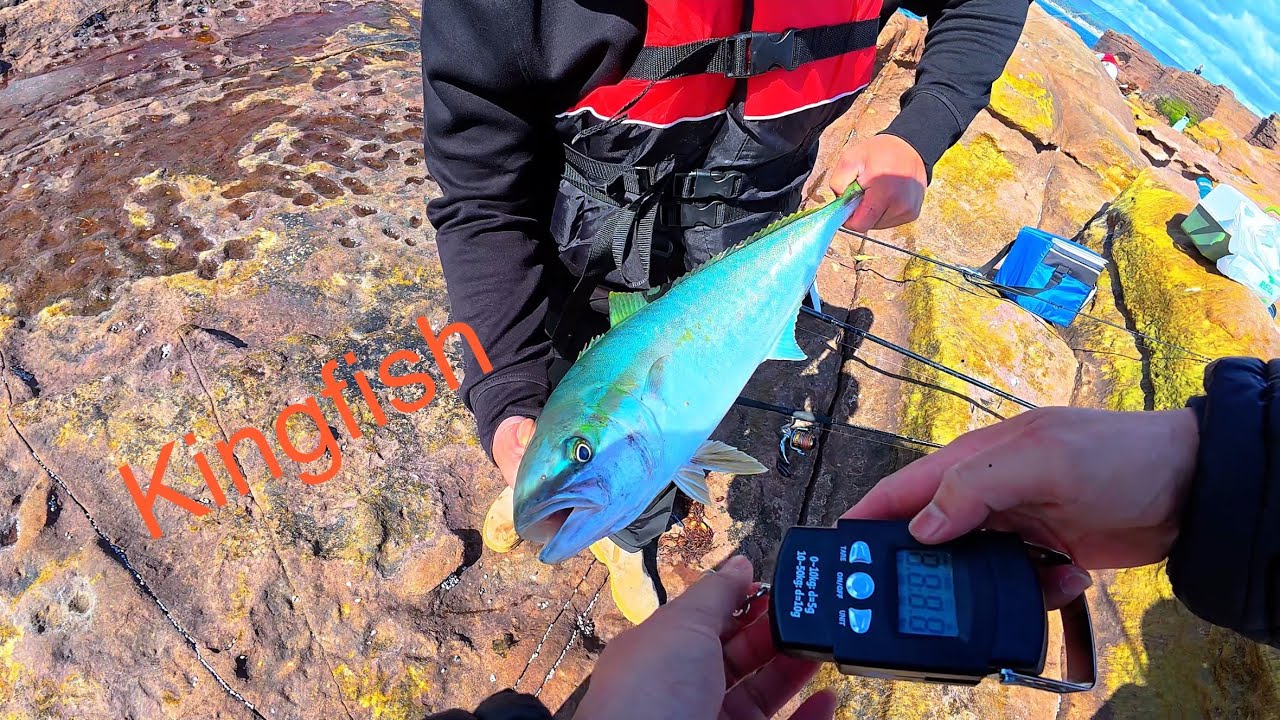 Lần đầu câu được Kingfish - Is Kingfish coming back? 20/9 câu cá ở Úc