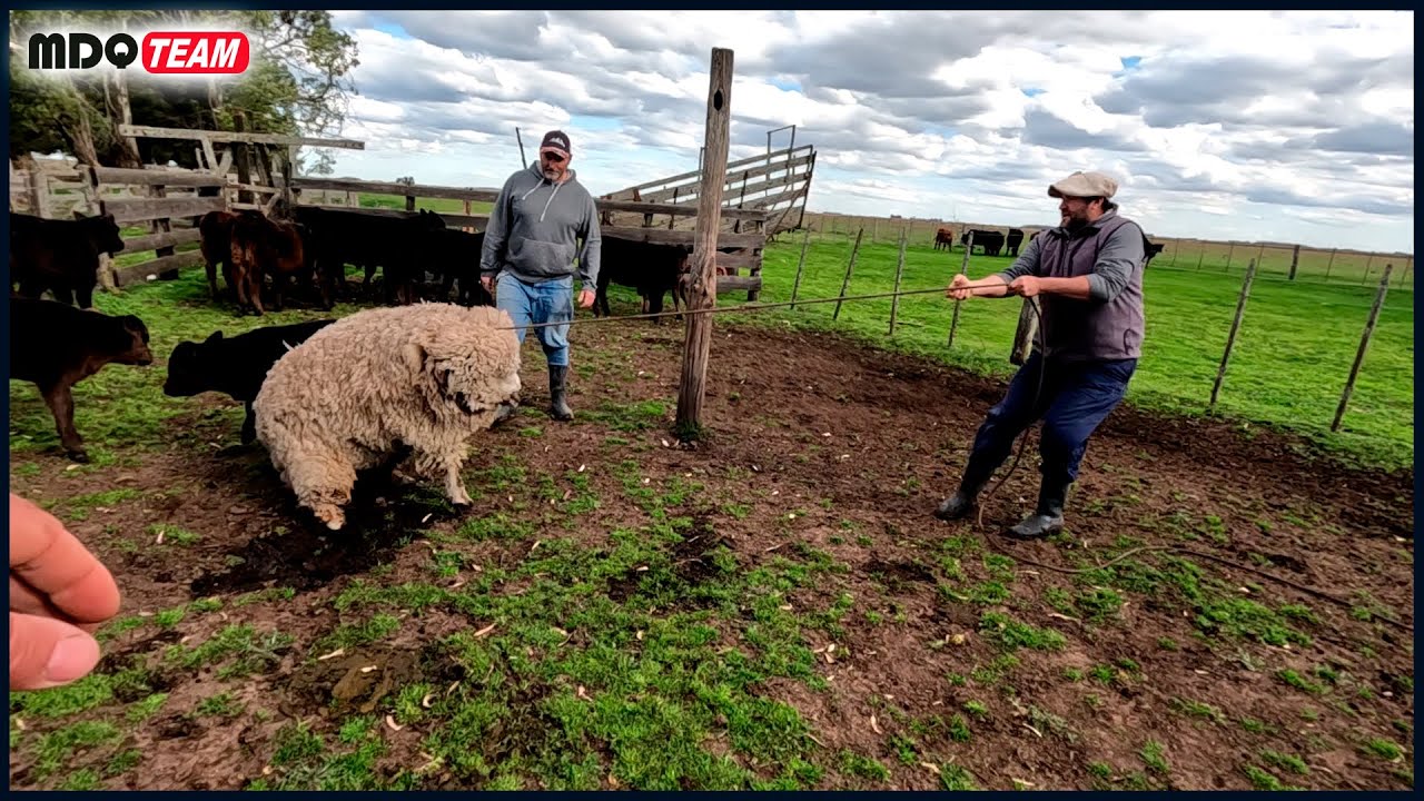 HAY MUCHO TRABAJO EN EL CAMPO Y MUCHO BARRO