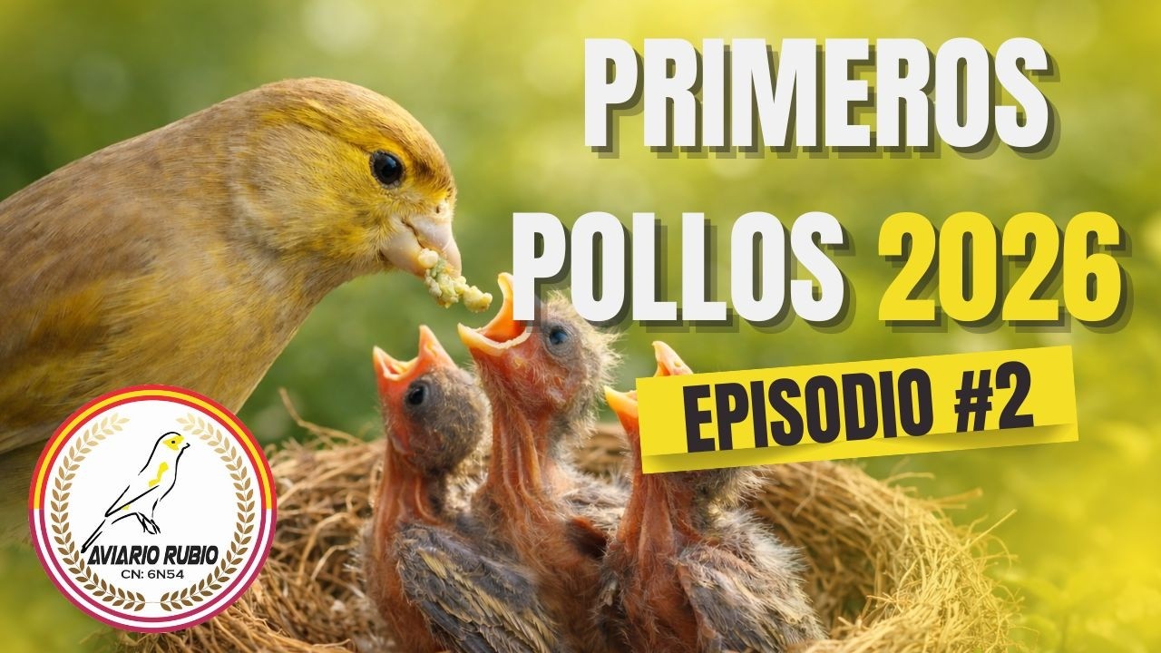 🐣¡LOS PRIMEROS POLLOS DEL 2026!🔥#2 - Aviario Rubio @aviariorubio  #aves #canario #birds #pets #lol