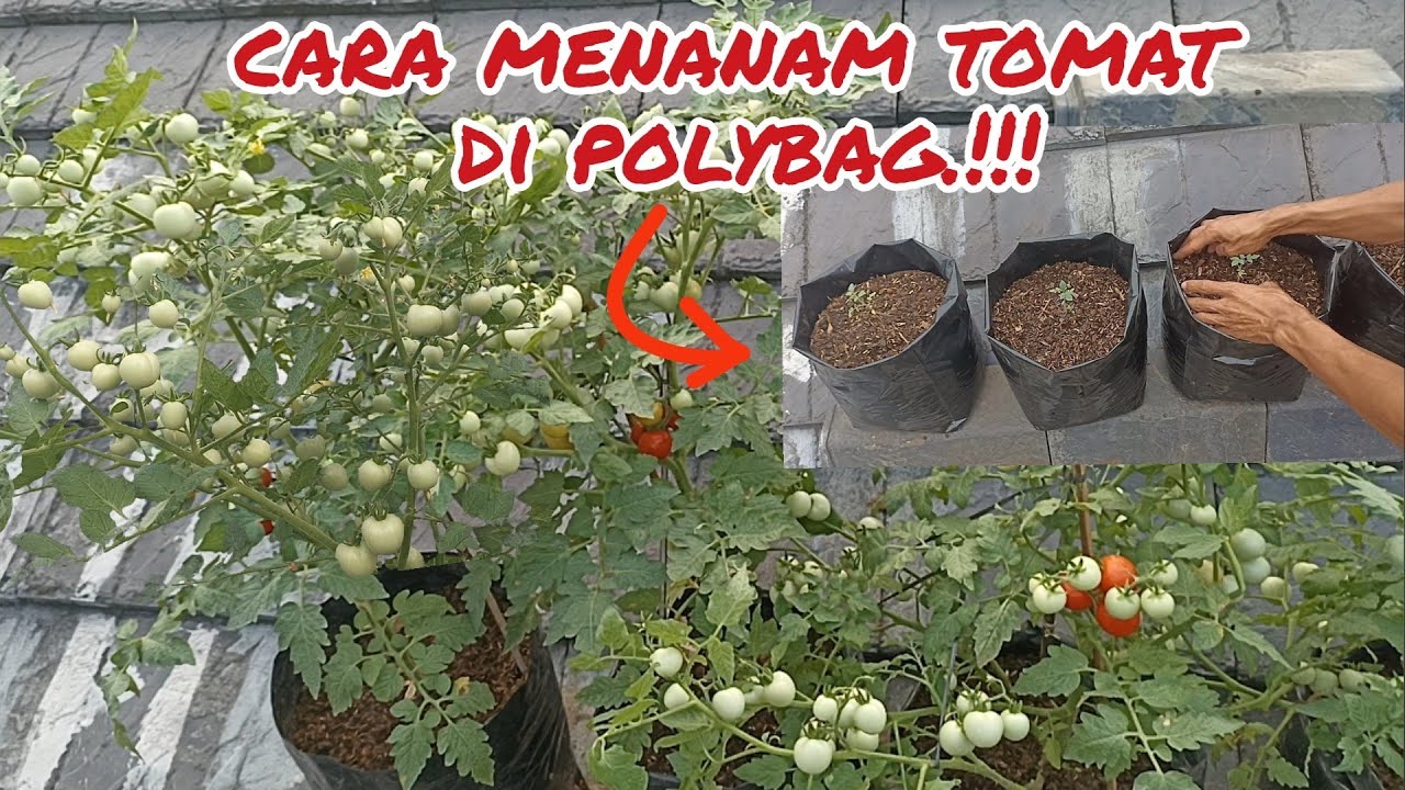 cara mudah menanam tomat rampai agar berbuah lebat.#tomat #tomato #garden