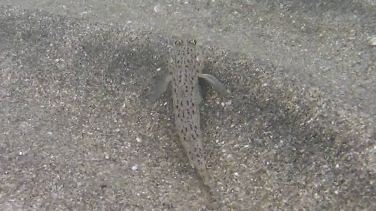 20091129 瀬戸内海　燧灘　垣生埼 サビハゼ